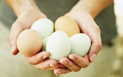 “Eggs Away” Live Event! (June 11th, 9-10am and 10:30-11:30am)