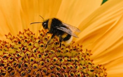 Mindfulness: “Bee”-ing In the Present Moment
