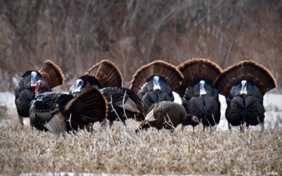 Wildlife Wednesday – Recorded session on Wild Turkeys in New Brunswick with Honorable, Mike Holland 