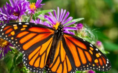 Nature NB: Bilingual Programs